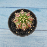 Gymnocalycium T-Rex Pink hybride (Гимнокалициум T-rex)