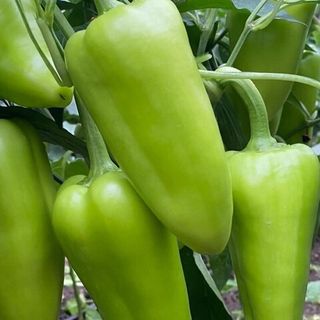 Перец сладкий  Магретта F1 10 (семян)