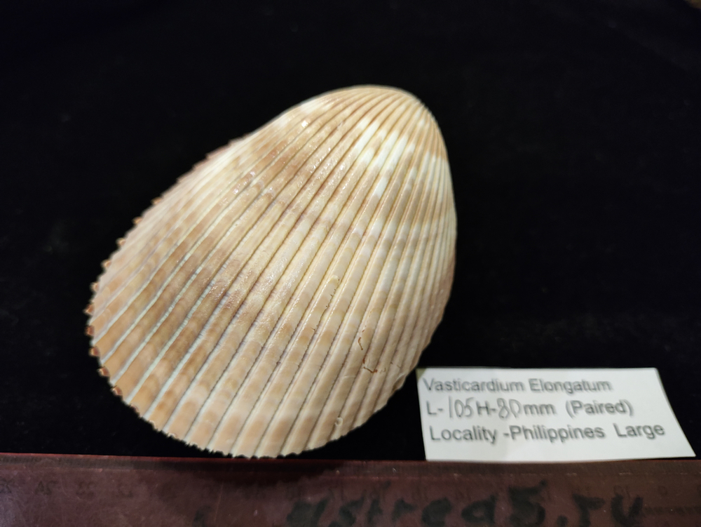 Кардиум Элонгатум "95-110мм" парный