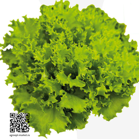 Мультиблонд 110 семена салата мультилиф Nunhems микс – фото 1