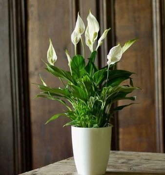 Горшечные растения