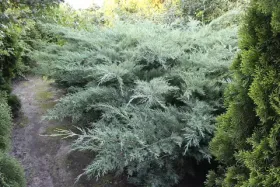 Можжевельник средний