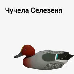 Селезень