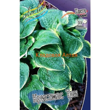 Хоста Кристмас Три