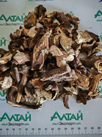 Пион уклоняющийся корень Алтай