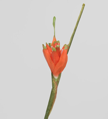 TR 564 Цветок банана