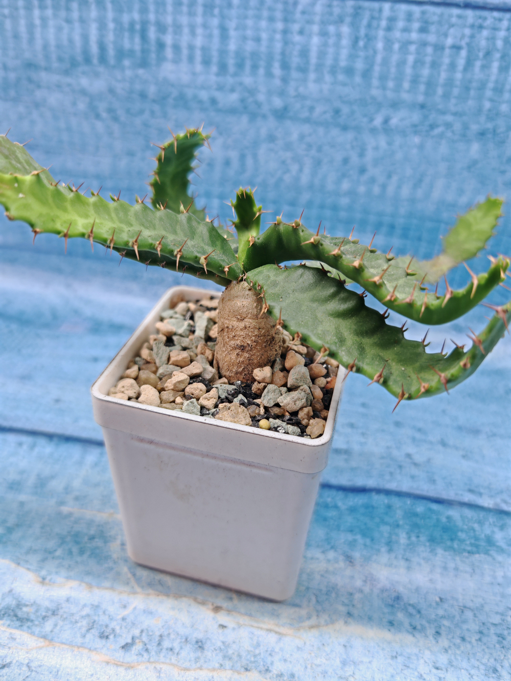 Euphorbia Stellata (Эуфорбия)