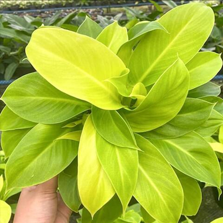 Филодендрон GOLD