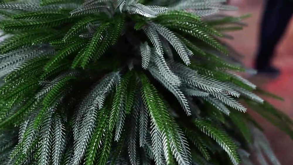 Искусственная Туя складчатая зелено-голубая (Литая хвоя) 55 см