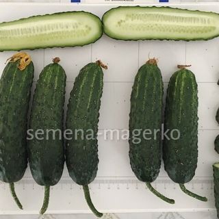 Огурец Ягуар F1  500 (семян)