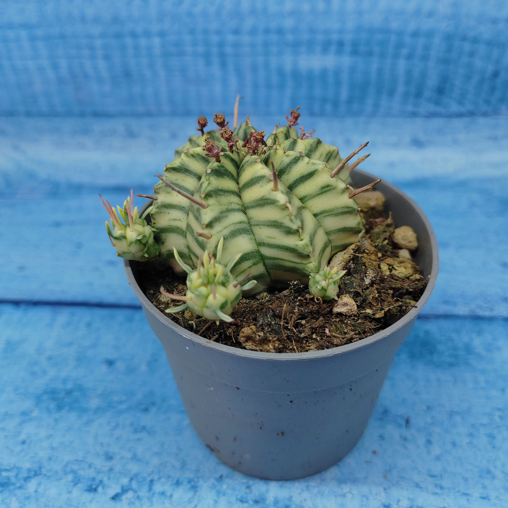 Euphorbia meloformis f. Variegated (Эуфорбия вариегатная)