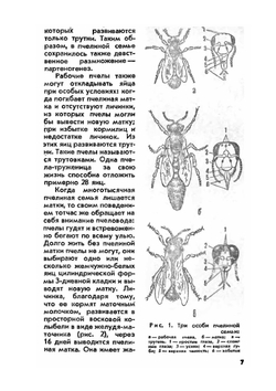 Продукты пчеловодства и их использование | Н.П. Иойриш