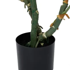 Монстера высота 155 см