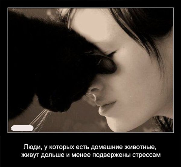 Самые интересные факты об усатых – полосатых любимцах Самые интересные факты об усатых – полосатых любимцах