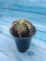 Gymnocalycium T-Rex Pink hybride (Гимнокалициум T-rex)