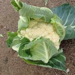 Капуста цв. Гохан F1 (50шт)  Витагрин Профи