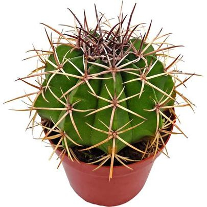 Гимнокалициум спегацини (Gymnocalycium spegazzinii sp.)