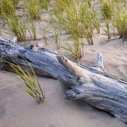 Бичвуд (Beachwood)