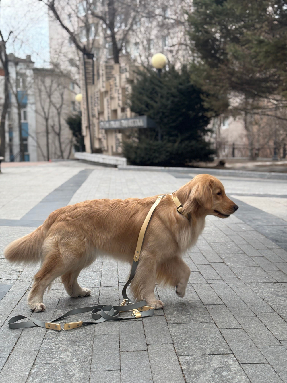 Перестёжка для собак , с ручкой перехват биотан 7 м , 25 мм. Серый и шимер блестящий золотой