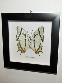 Бабочка Polyura eudamippus в рамке