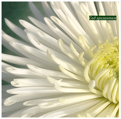 Хризантема одноголовая Спайдер белый  ☘ о.79   (временно нет в наличии)