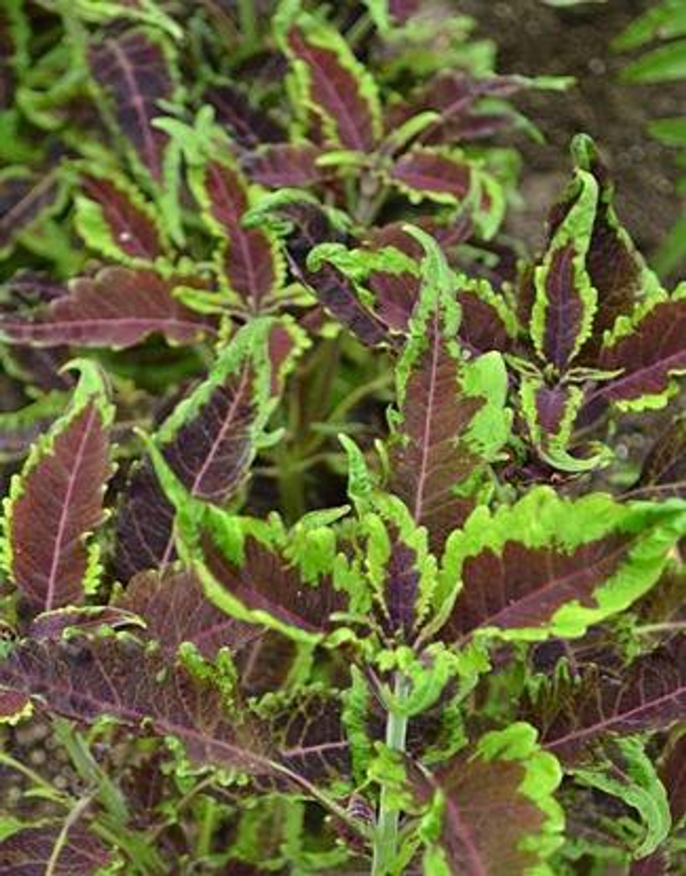 Колеус Дарт Вейдер укорененный черенок, ОКС