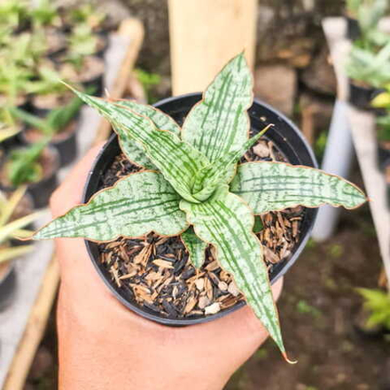 Сансевиерия SAYANG