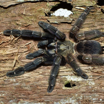 Паук-птицеед Psalmopoeus reduncus (Костариканский оранжевый паук-птицеед)