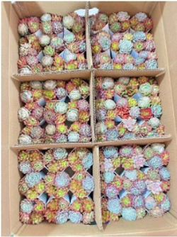 Суккулент микс д. 7