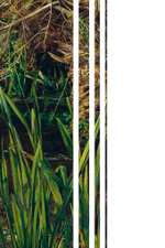 Циничное искусствоведение