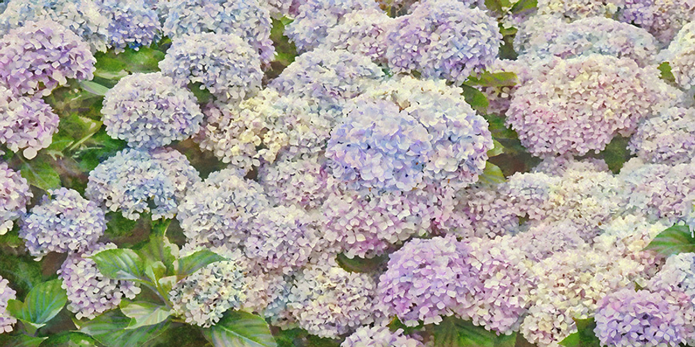 Фреска Applico, коллекция Flora