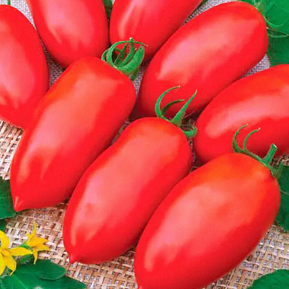 Эрколь F1 семена томата процессингового (Syngenta / ALEXAGRO) культура – фото 4