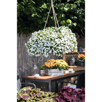 К11 Калибрахоа Aloha double white