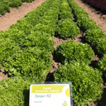 Экзакт семена салата саланова (Rijk Zwaan / Райк Цваан)