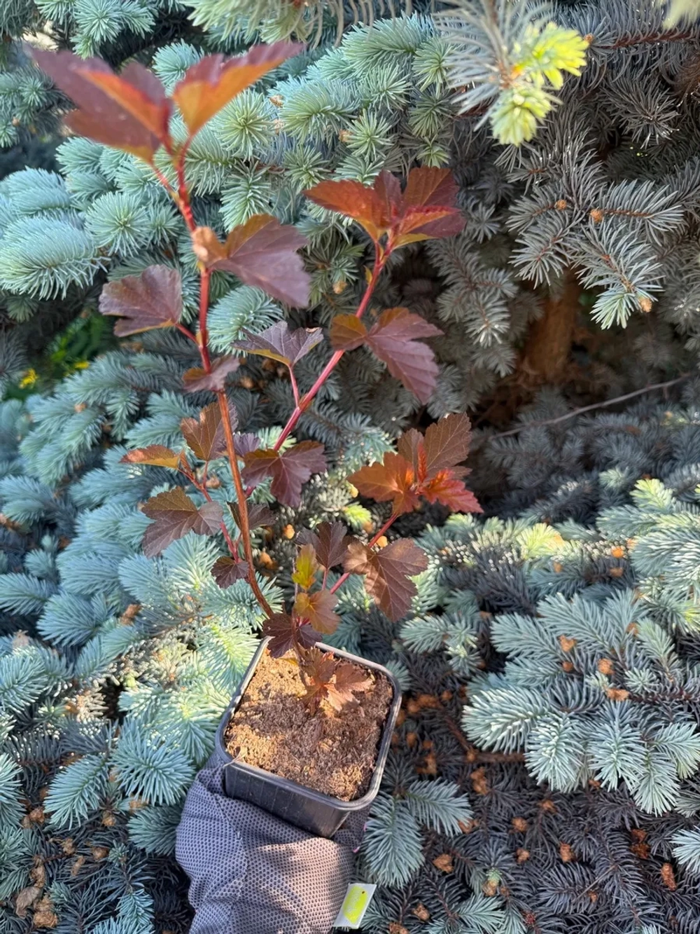 Пузыреплодник "ЛЕДИ ИН РЕД"