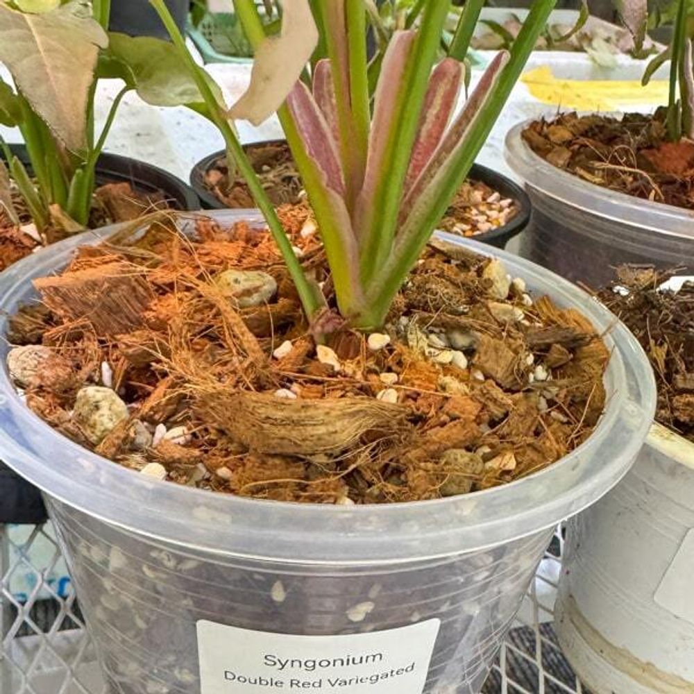 Сингониум DOUBLE RED VARIEGATED