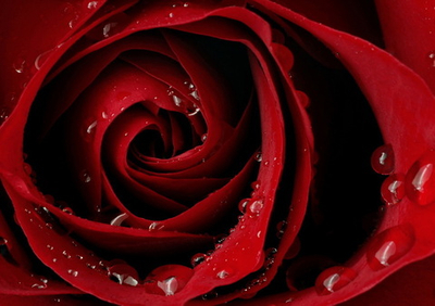 Фото на стекле "Алая страсть розы" Декор для дома, подарок