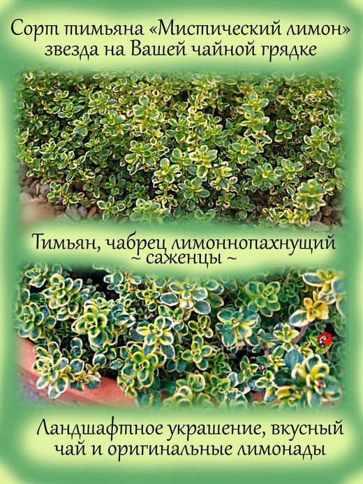 Тимьян Мистический лимон лимоннопахнущий чабрец