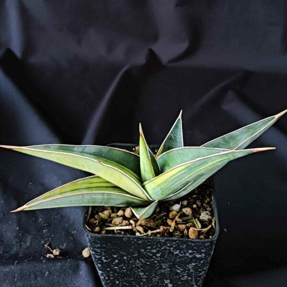 Сансевиерия JOHANNESBURG VAR