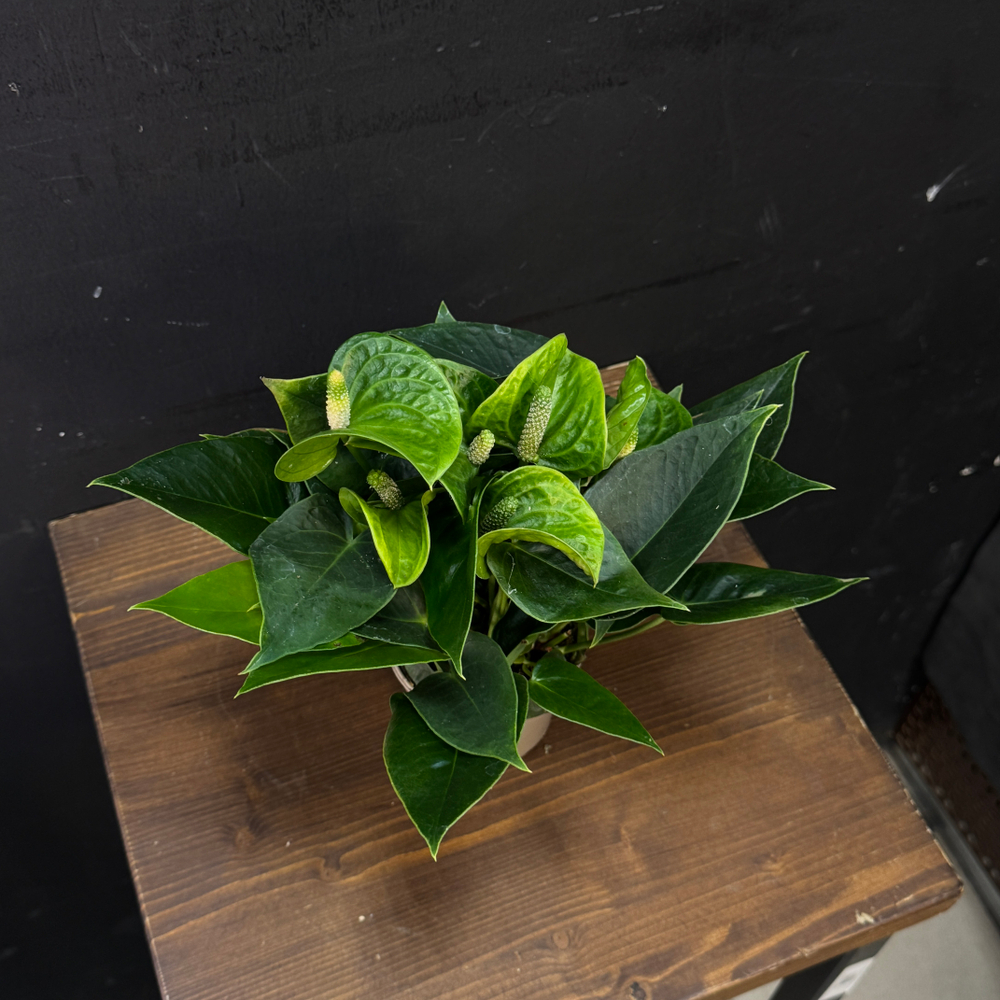 Антуриум зеленый мини