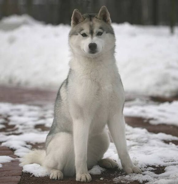 Породы собак: Сибирский хаски Породы собак: Сибирский хаски