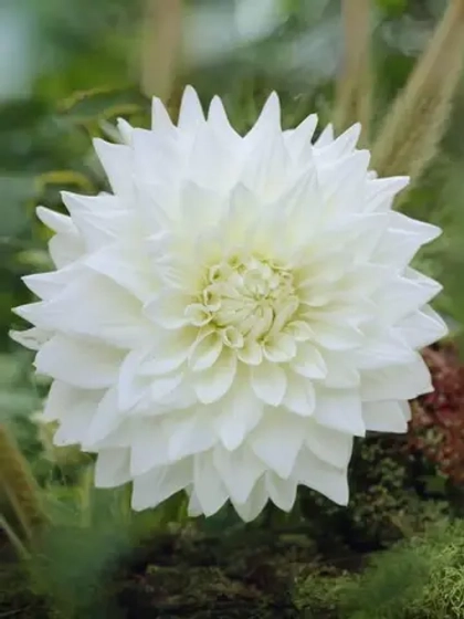 Георгин декоративный Уайт Перфекшн