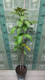 Psidium Guajava