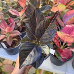 Аглаонема NEW HYBRID MUT / BLACK BLOOD