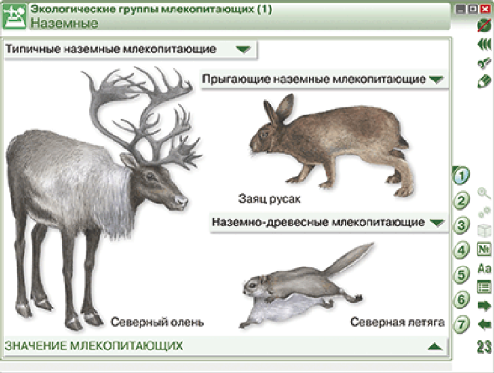 Наглядная биология. 7 класс. Животные