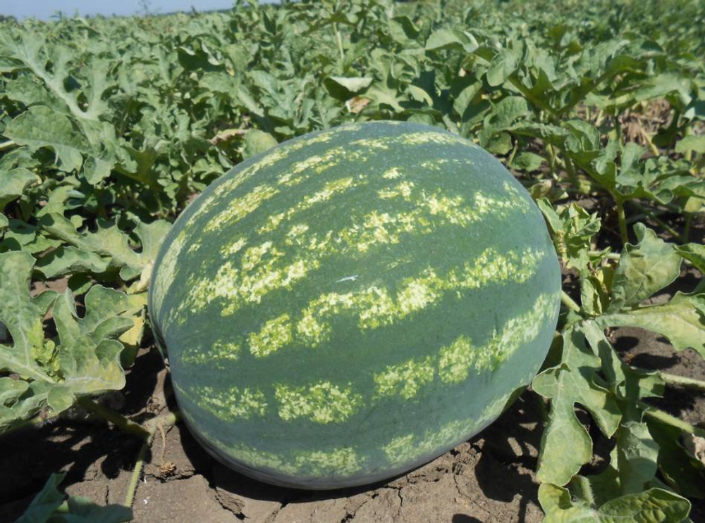 Ница семена арбуза (ПОИСК)