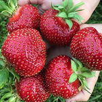 Земляника садовая (клубника) МАЛЬВИНА