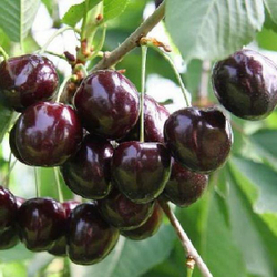 Вишня Морозовка