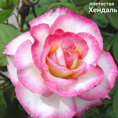 саженцы роз плетистая ХЕНДАЛЬ