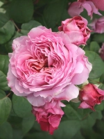 Роза чайно-гибридная Жанелли